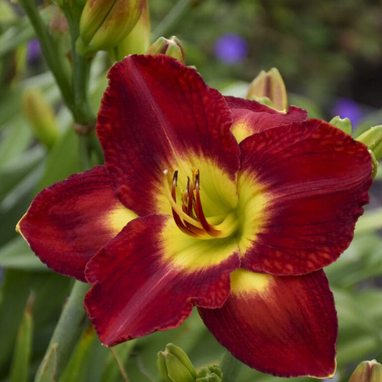 Passion for Red Daylily