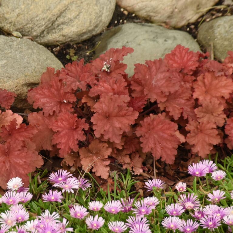 Peachberry Ice Coral Bells plant