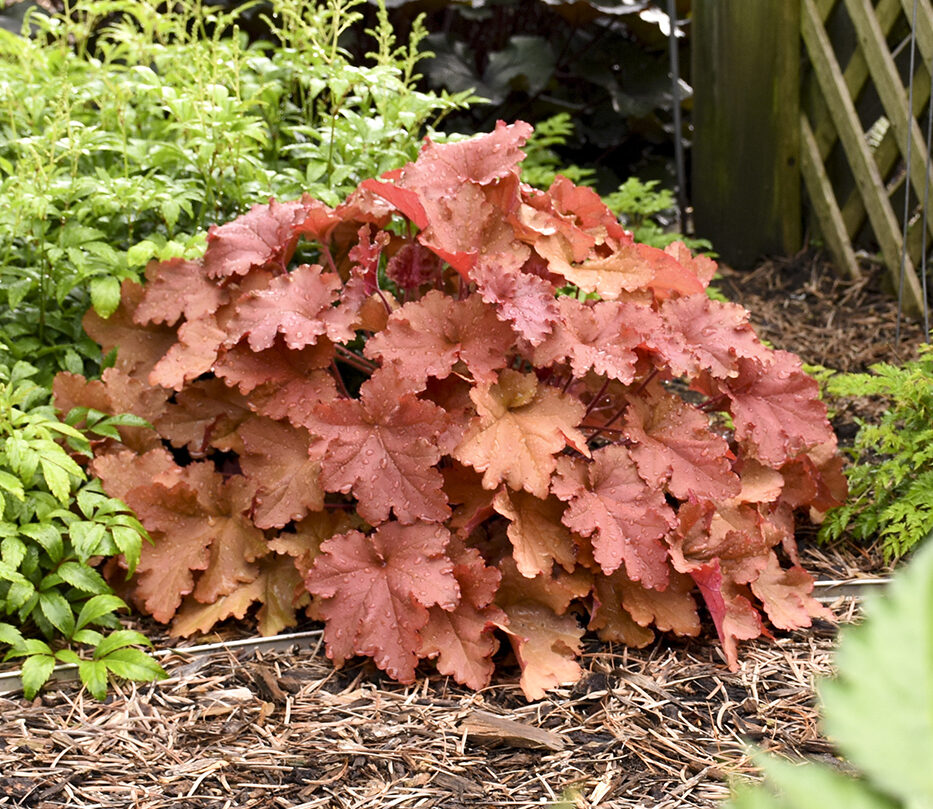 Peachy-orange foliage of Peachberry Ice Coral Bells Plants for sale near me in Lebanon PA.