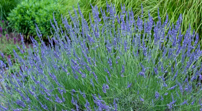 PHENOMENAL® Lavender