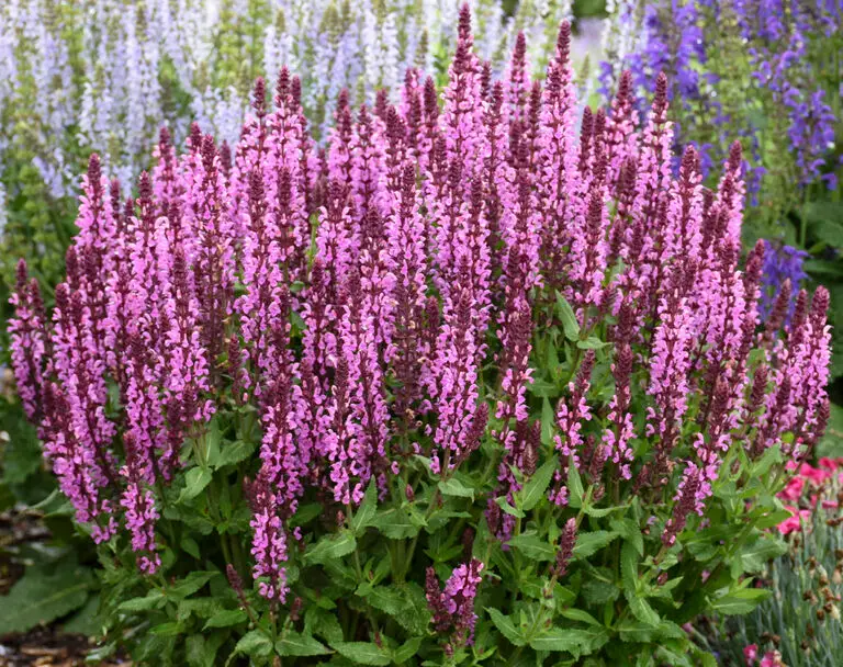 Pink Profusion Salvia