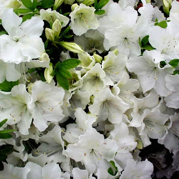 Flowers of a Pleasant White Azalea Plant for sale near me in Lebanon PA.