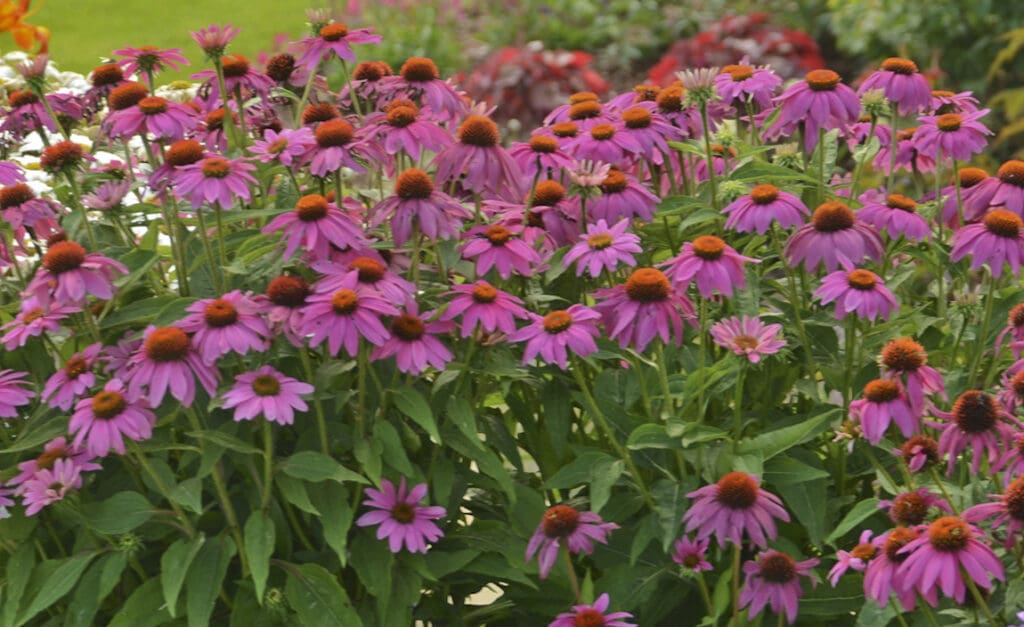 Purple flowers of PowWow Wild Berry Coneflower Perennial Plants for sale near me in Lebanon PA.