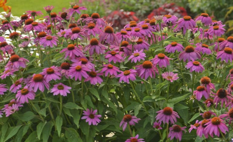PowWow Wild Berry Coneflower plant