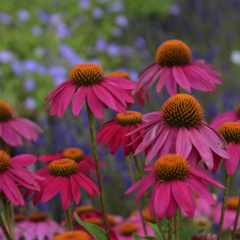PowWow Wild Berry Coneflower plant