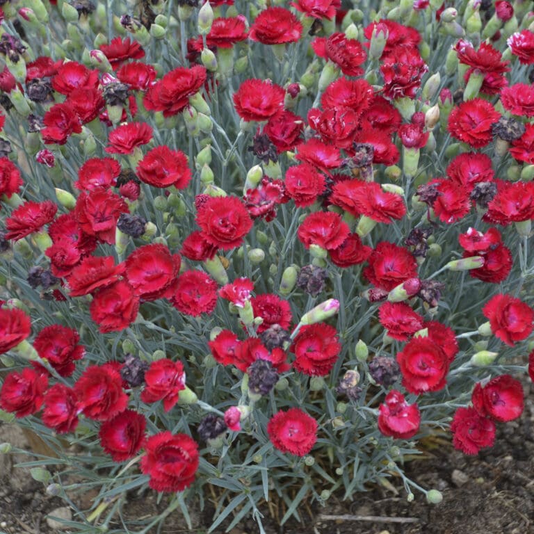 Electric Red Dianthus