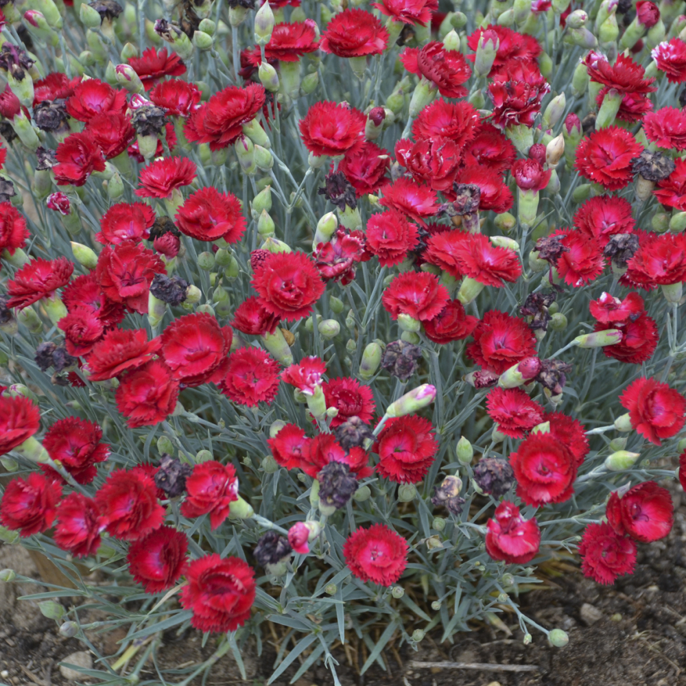 Bright red flowers of Electric Red Dianthus Plants for sale near me in Lebanon PA.