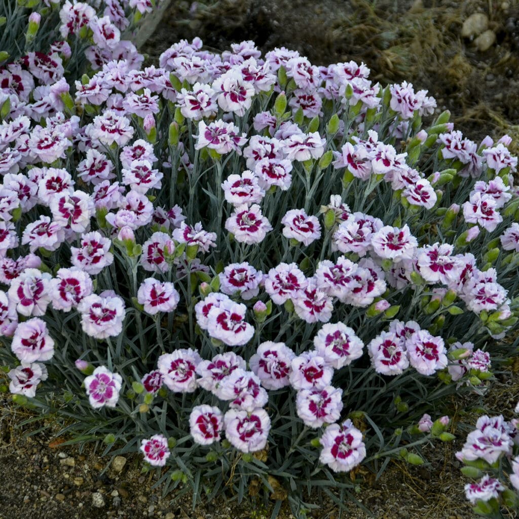 Light pink flowers of Kiss and Tell Dianthus Plants for sale near me in Lebanon PA.