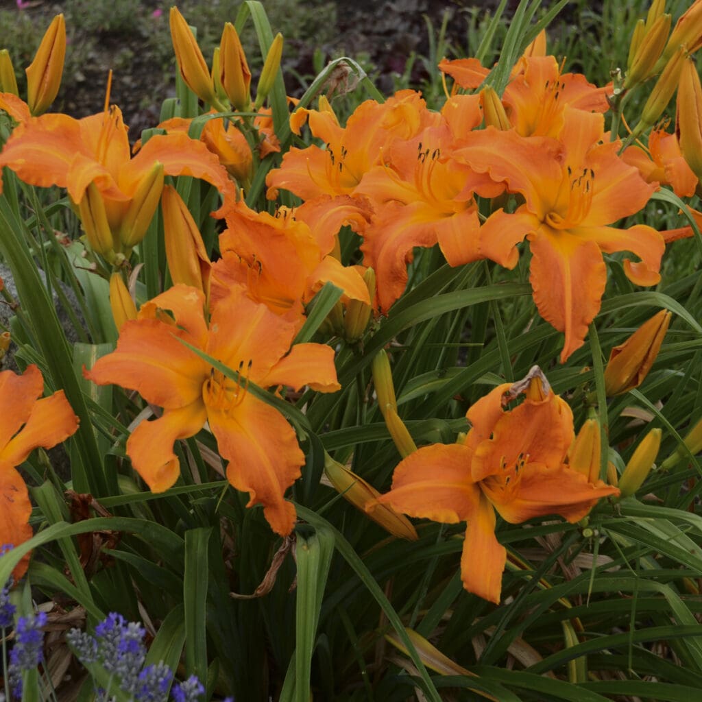 Spidery orange flowers of Primal Scream Daylily Plants for sale near me in Lebanon PA.
