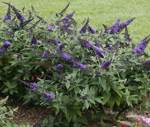 Pugster Blue Butterfly Bush