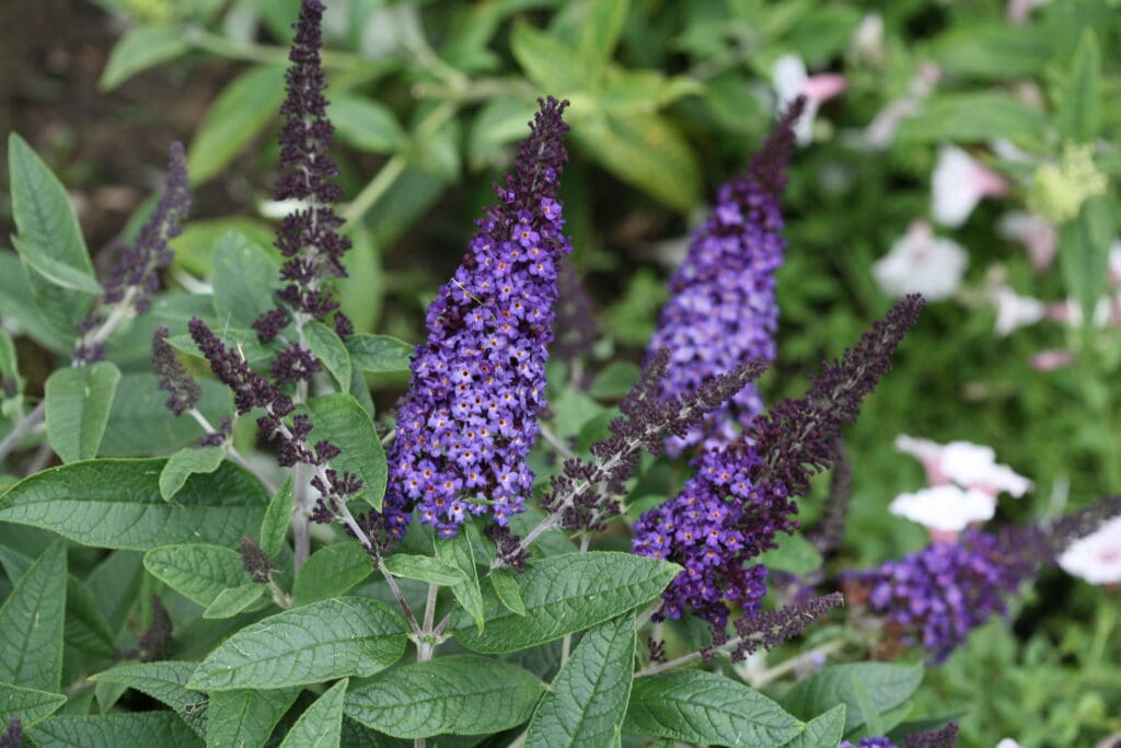 Flowers of a Pugster Blue Butterfly Plant for sale near me in Lebanon PA.