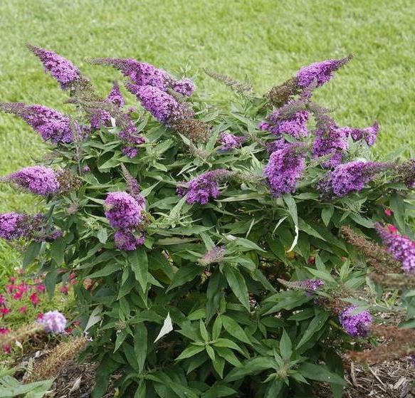 Pink flowers of a Pugster Periwinkle Butterfly Plant for sale near me in Lebanon PA.