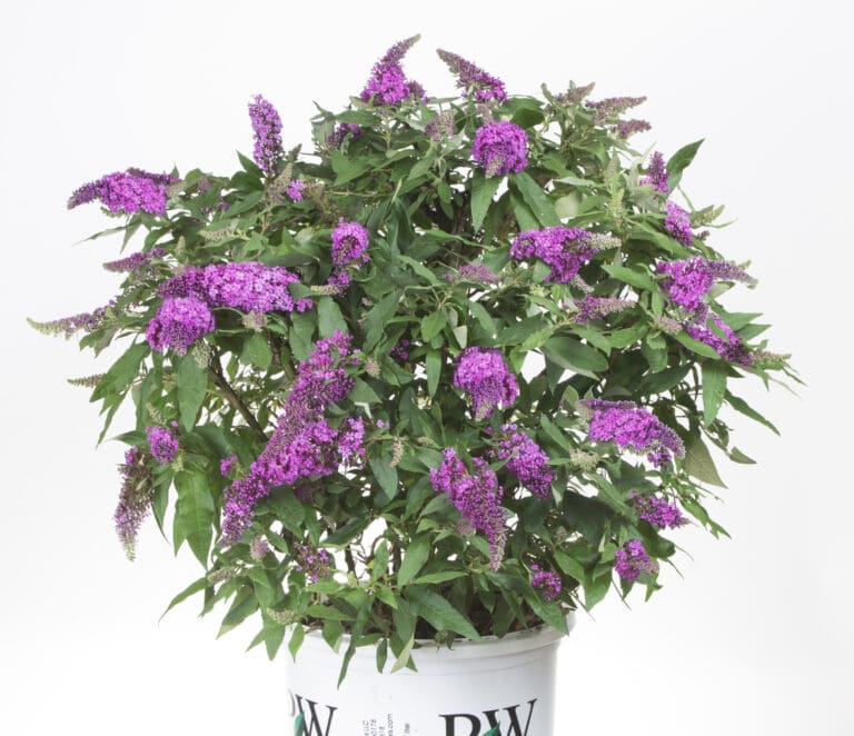 Pugster Periwinkle Butterfly Bush