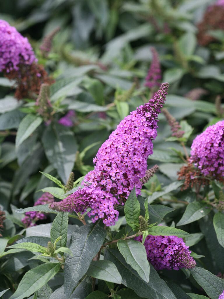 Pugster Periwinkle Butterfly Bush