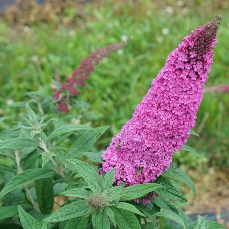 Pugster Pinker Butterfly Bush