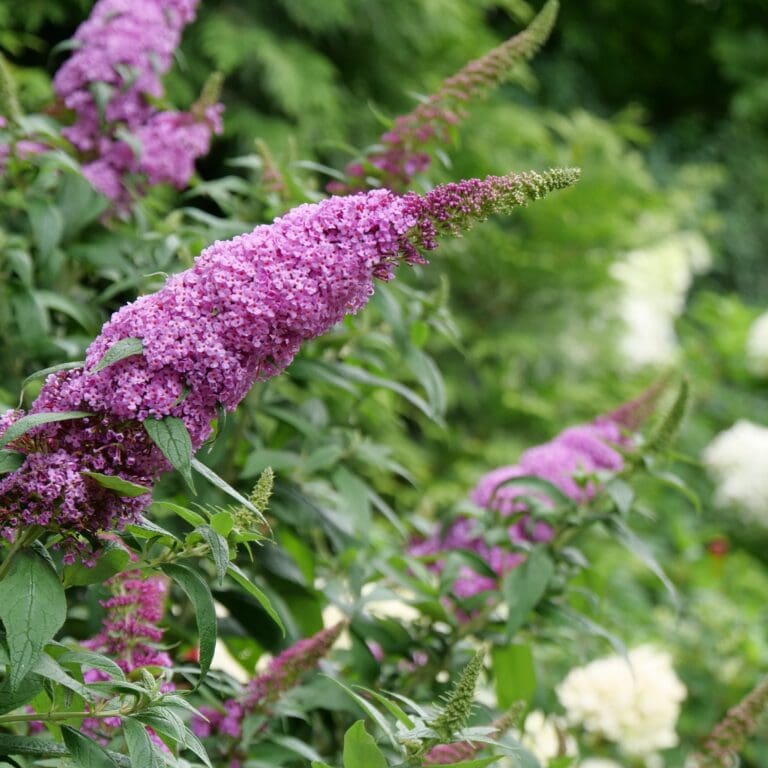 Pugster Pinker Butterfly Bush