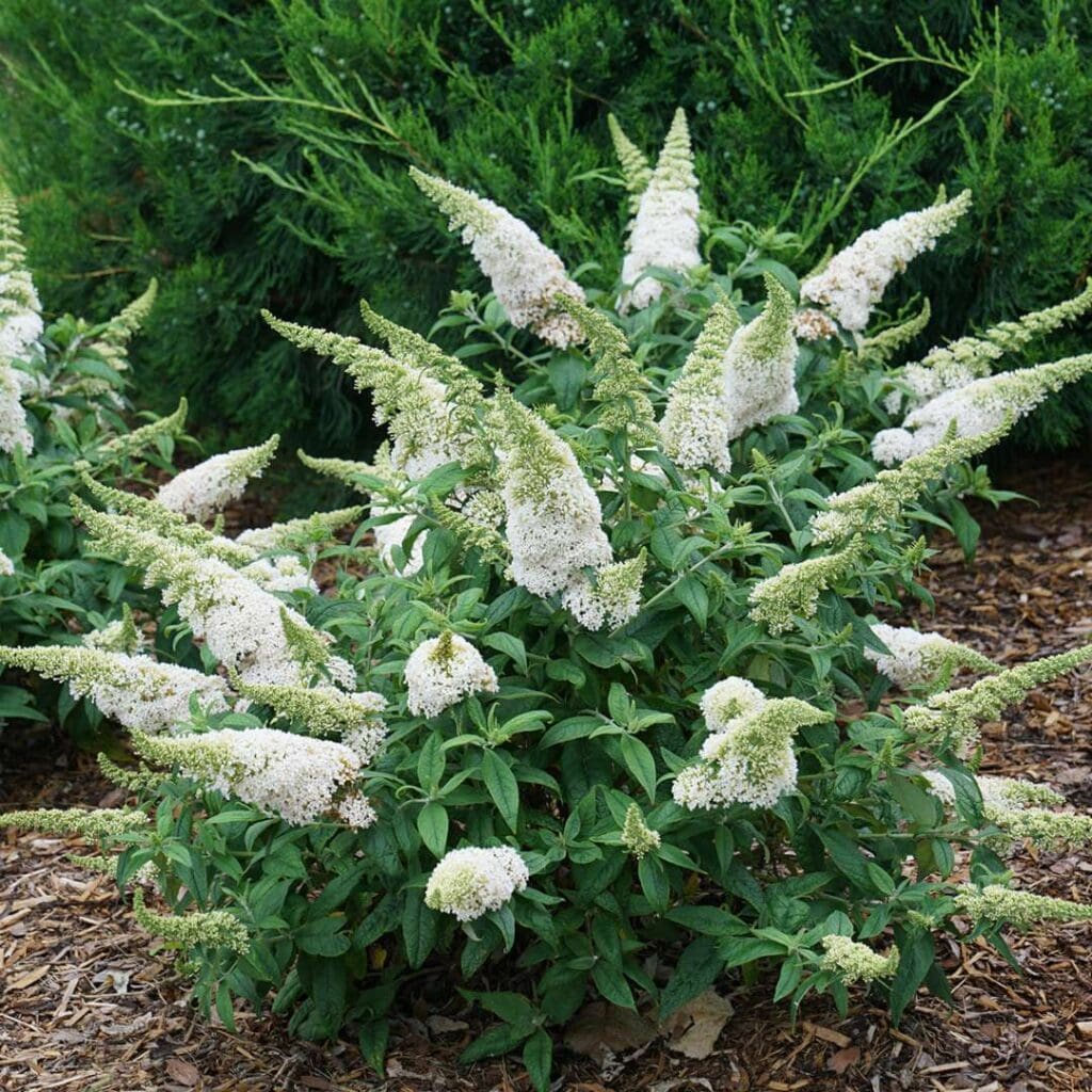 Flowers of a Pugster White Butterfly Plant for sale near me in Lebanon PA.