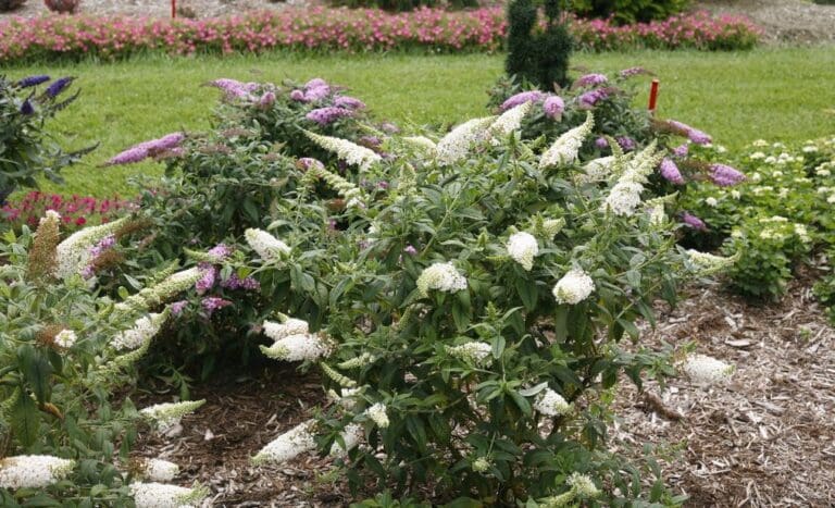 Pugster White Butterfly Bush