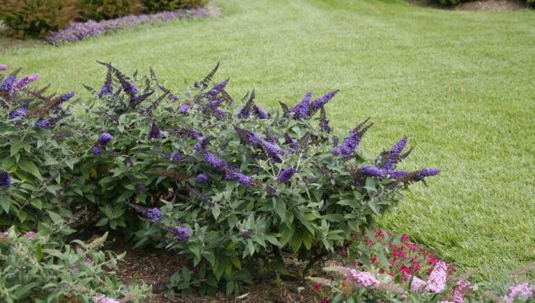 Pugster Blue Butterfly Bush