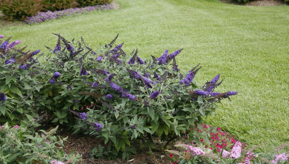 Flowers of a Pugster Blue Butterfly Plant for sale near me in Lebanon PA.