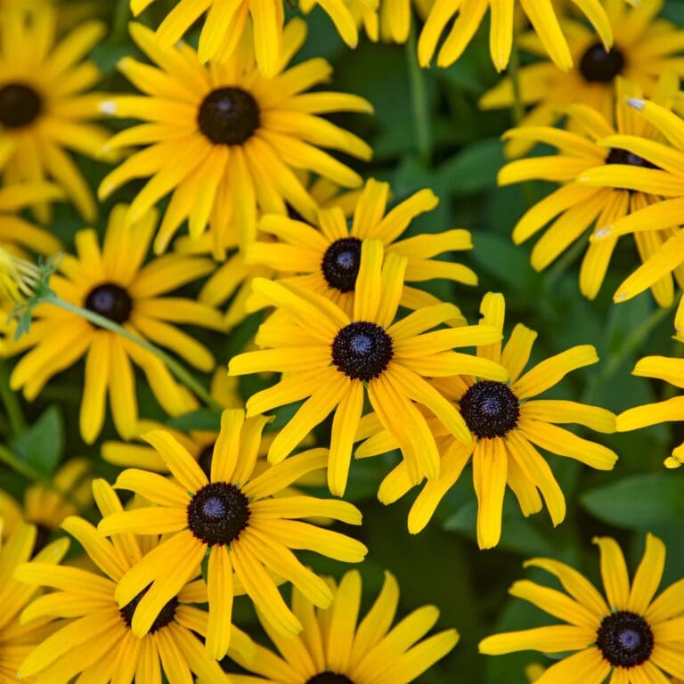 Treasure Trove Rudbeckia Flower