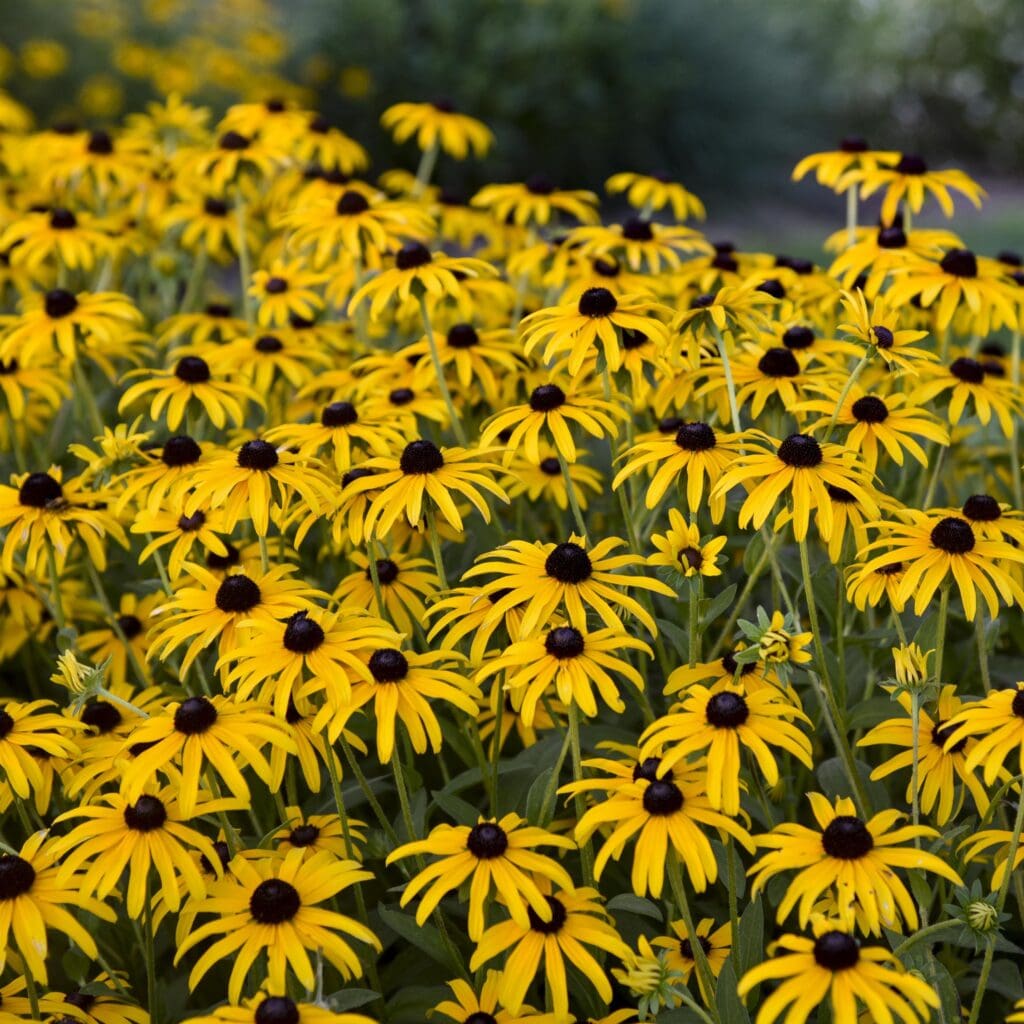 Golden flowering Treasure Trove Rudbeckia Perennial Plants for sale near me in Lebanon PA.