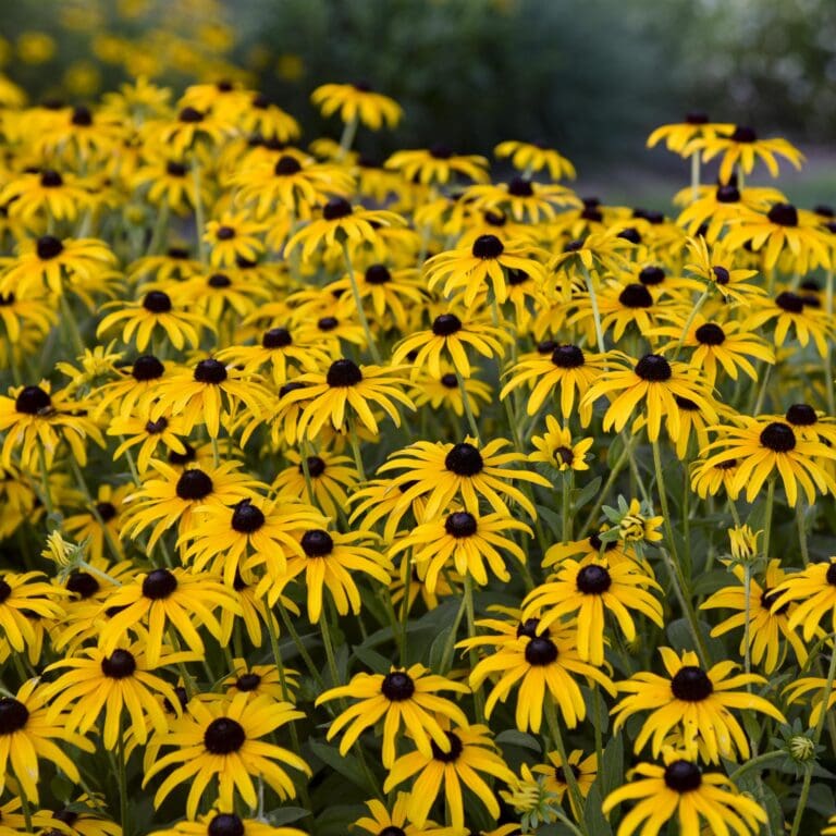 Treasure Trove Rudbeckia Plant