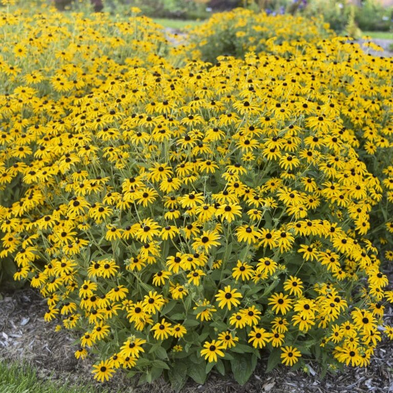Treasure Trove Rudbeckia Landscape