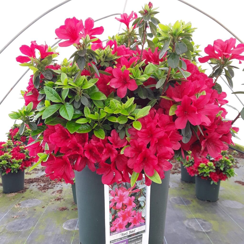 Flowers of a Red Red Azalea Plant for sale near me in Lebanon PA.