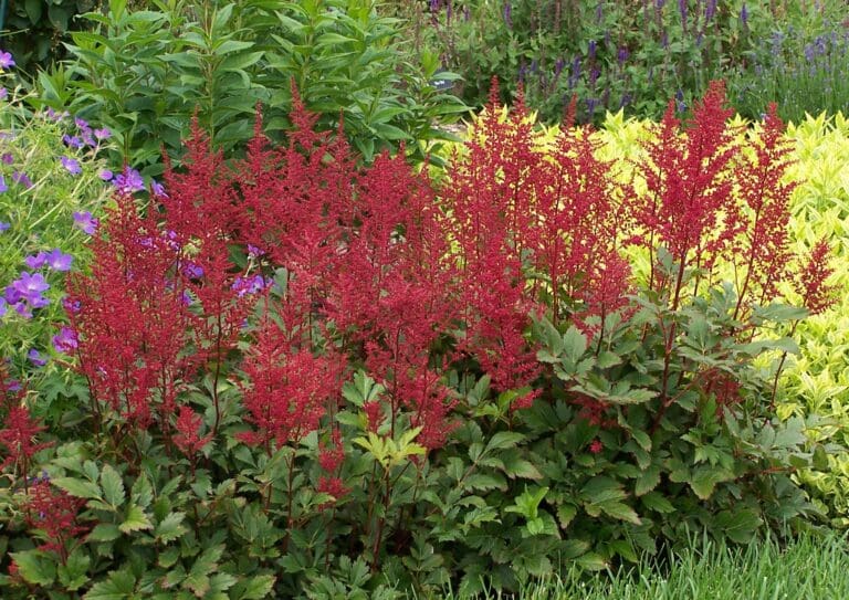 Red Sentinel Astilbe Plant