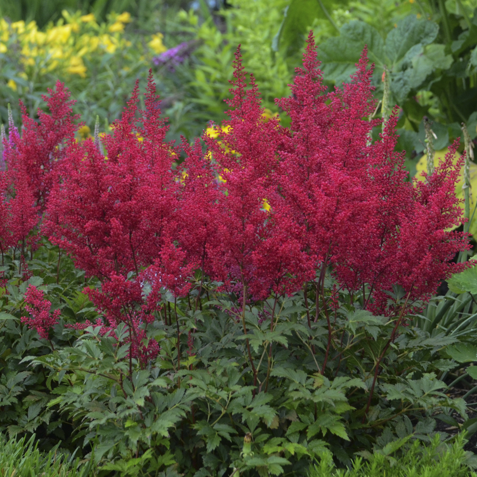 Red flowers of Astilbe Red Sentinel Perennial Plant for sale near me in Lebanon PA.