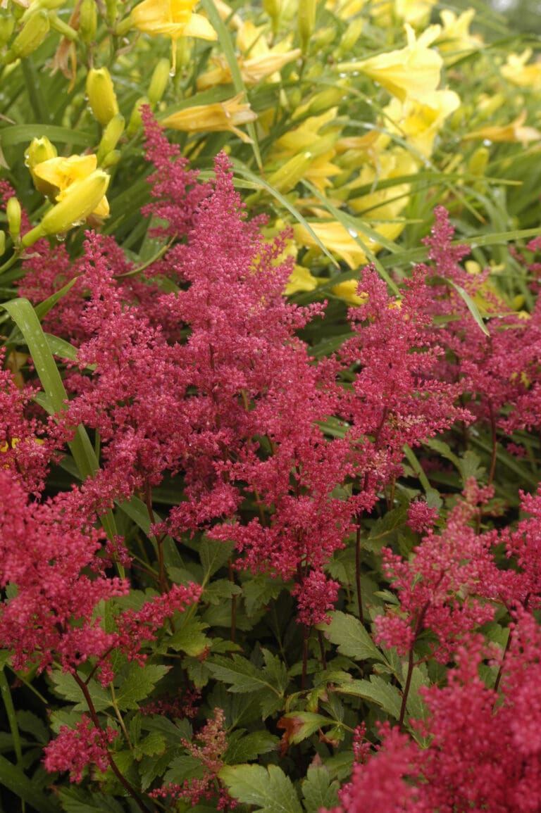 Red Sentinel Astilbe Plant