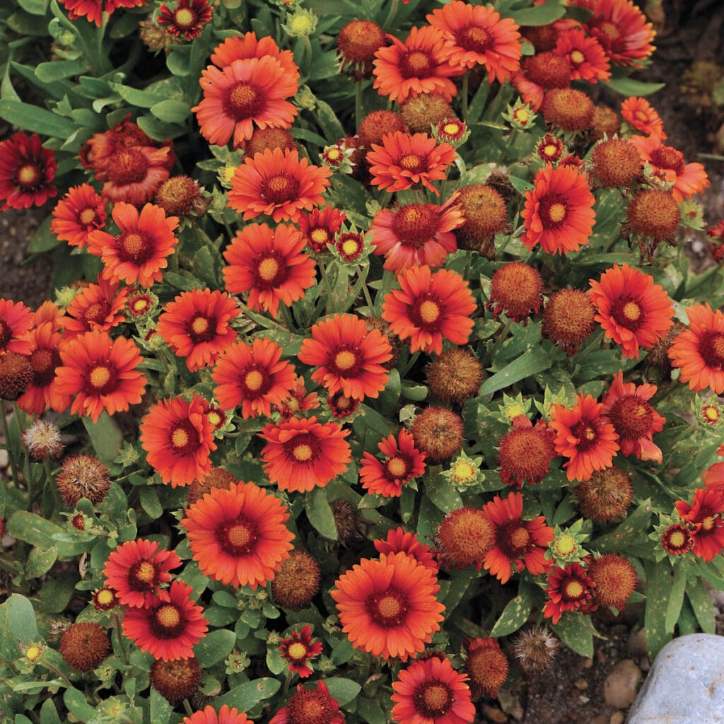 Red flowers of Arizona Sun Gaillardia Perennial Plants for sale near me in Lebanon PA.