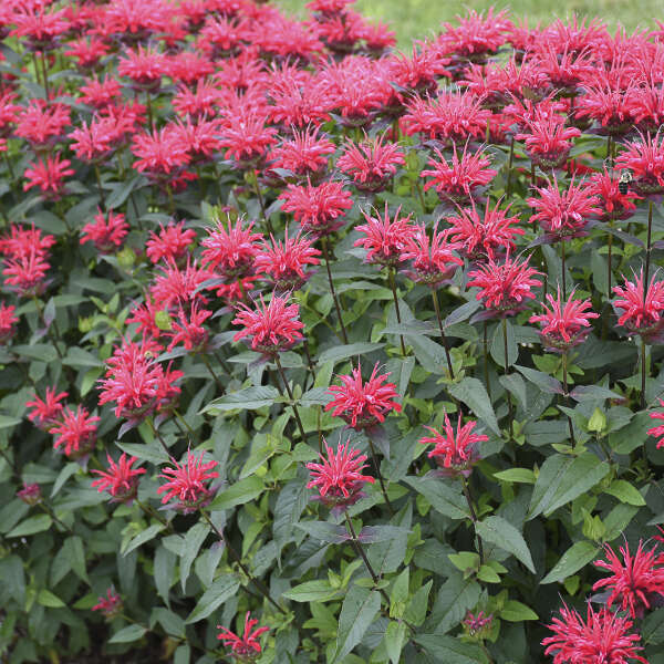 Upscale Red Velvet Bee Balm Plant