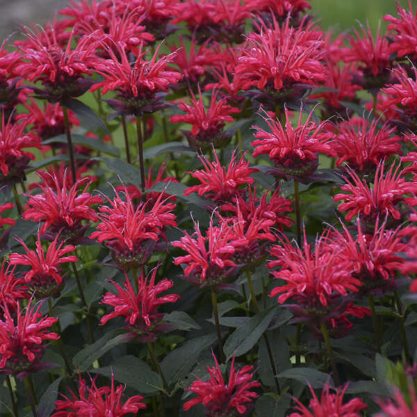 Bright red flowering Bee Balm Upscale Red Velvet Perennial Plants for sale near me in Lebanon PA.