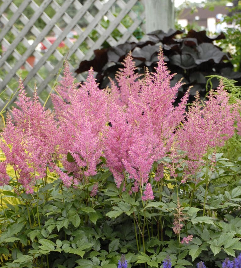 Rheinland Astilbe Plant