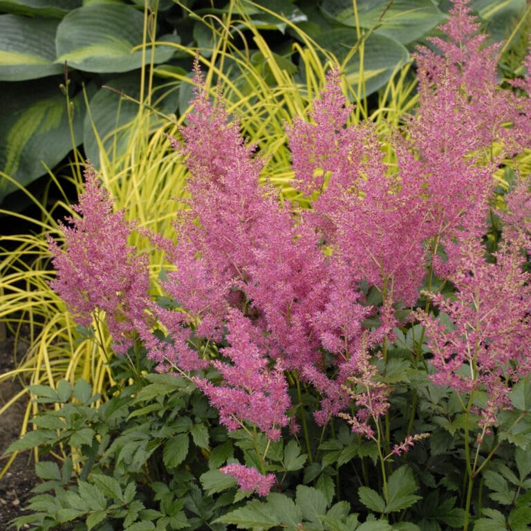 Rheinland Astilbe Plant