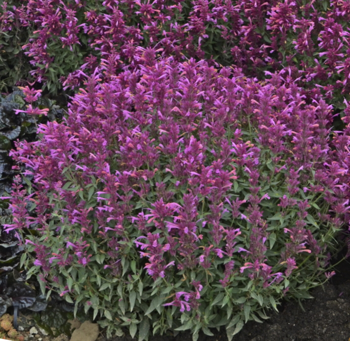 Pink flowers of a Rosie Posie Agastache perennial Plant for sale near me in Lebanon PA.
