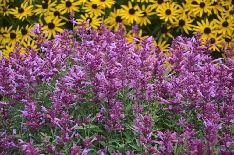 Rosie Posie Agastache Hummingbird Mint