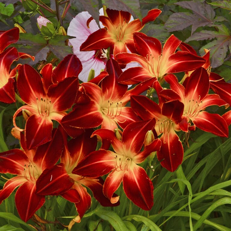 Ruby Spider Daylily