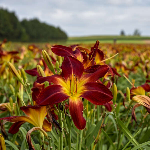 Spidery red flowers of Ruby Spider Daylily Plants for sale near me in Lebanon PA.