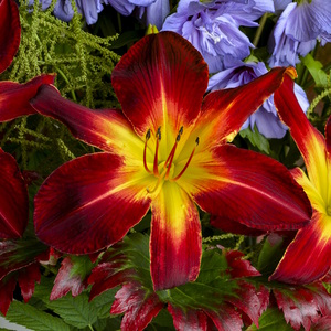 Ruby Spider Daylily