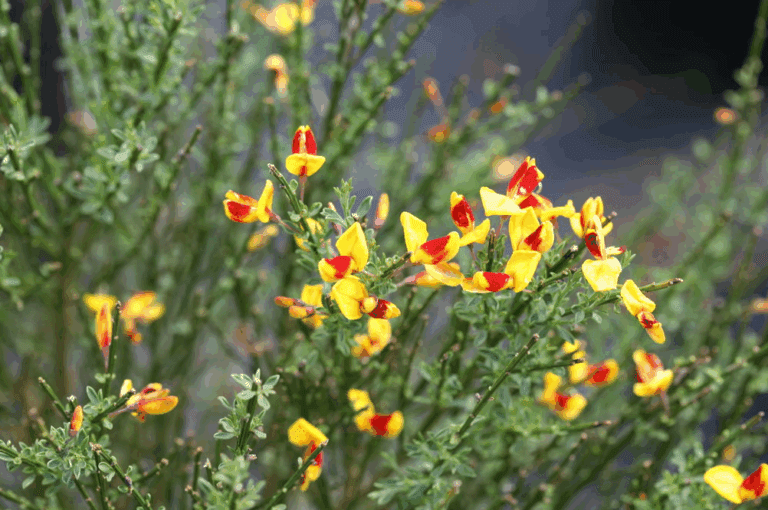 Sister Disco Scotch Broom