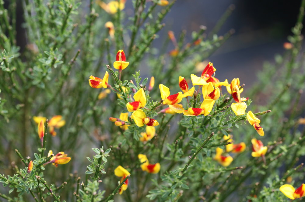 Sister Disco Scotch Broom Plant for sale near me in Lebanon PA.