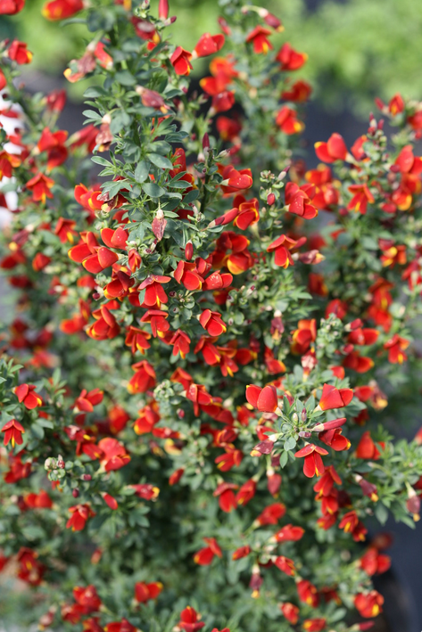 Sister Redhead Scotch Broom Plant for sale near me in Lebanon PA.