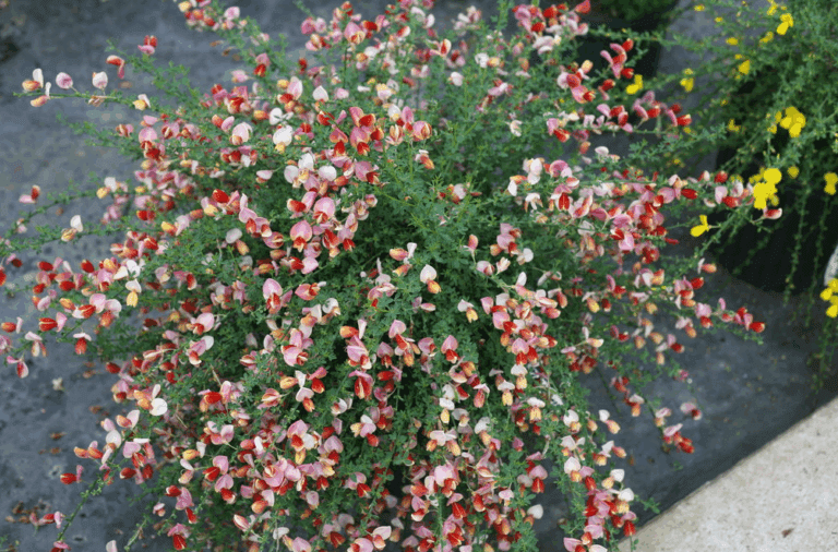 Sister Rosie Scotch Broom