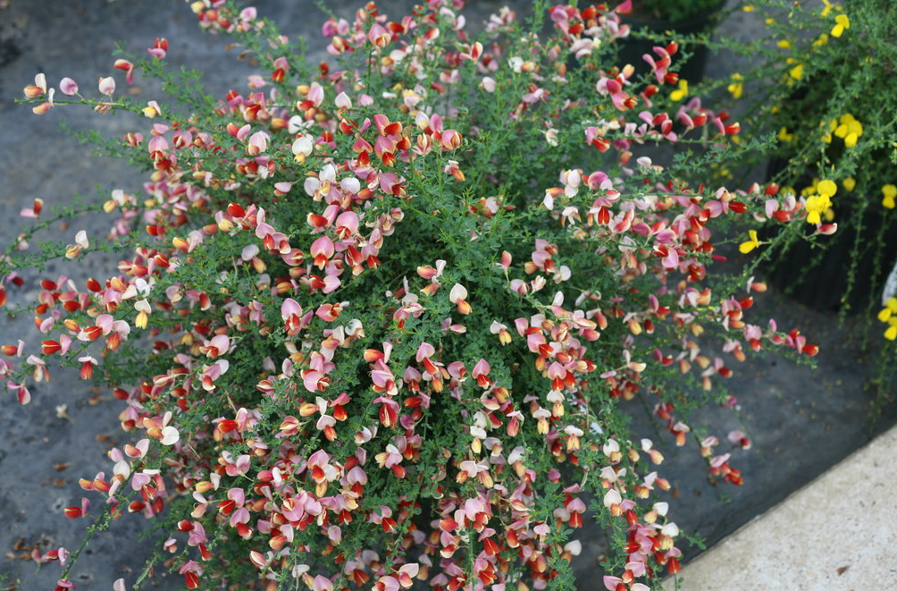 Sister Rosie Scotch Broom Plant for sale near me in Lebanon PA. Cytisus