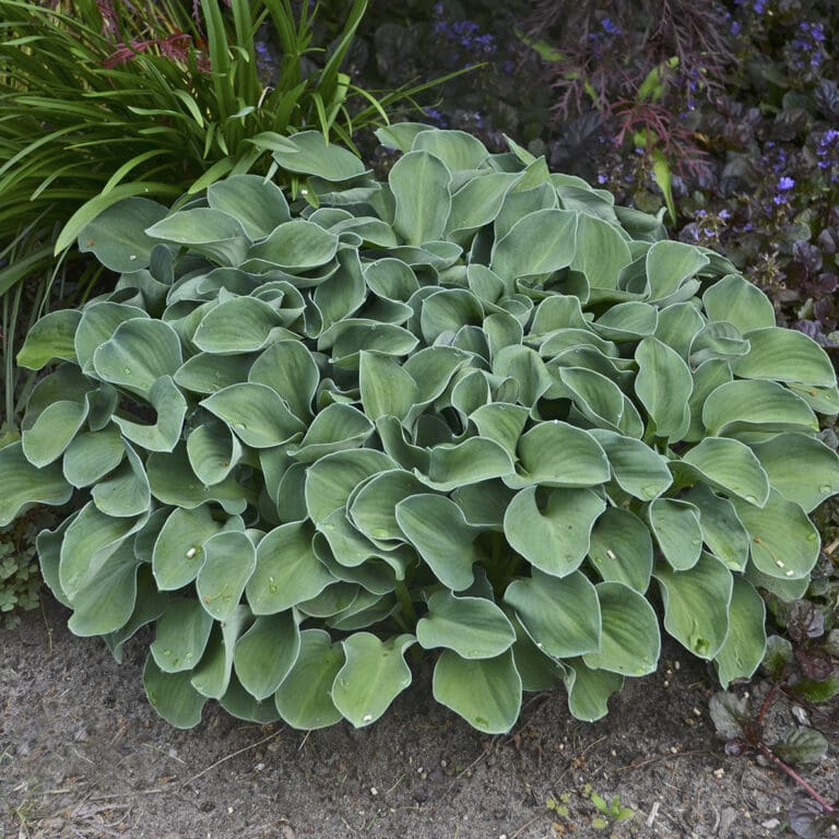 Blue Mouse Ears Small Hosta