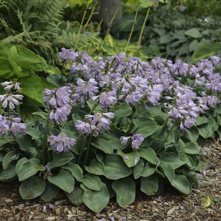 Blue Mouse Ears Small Hosta