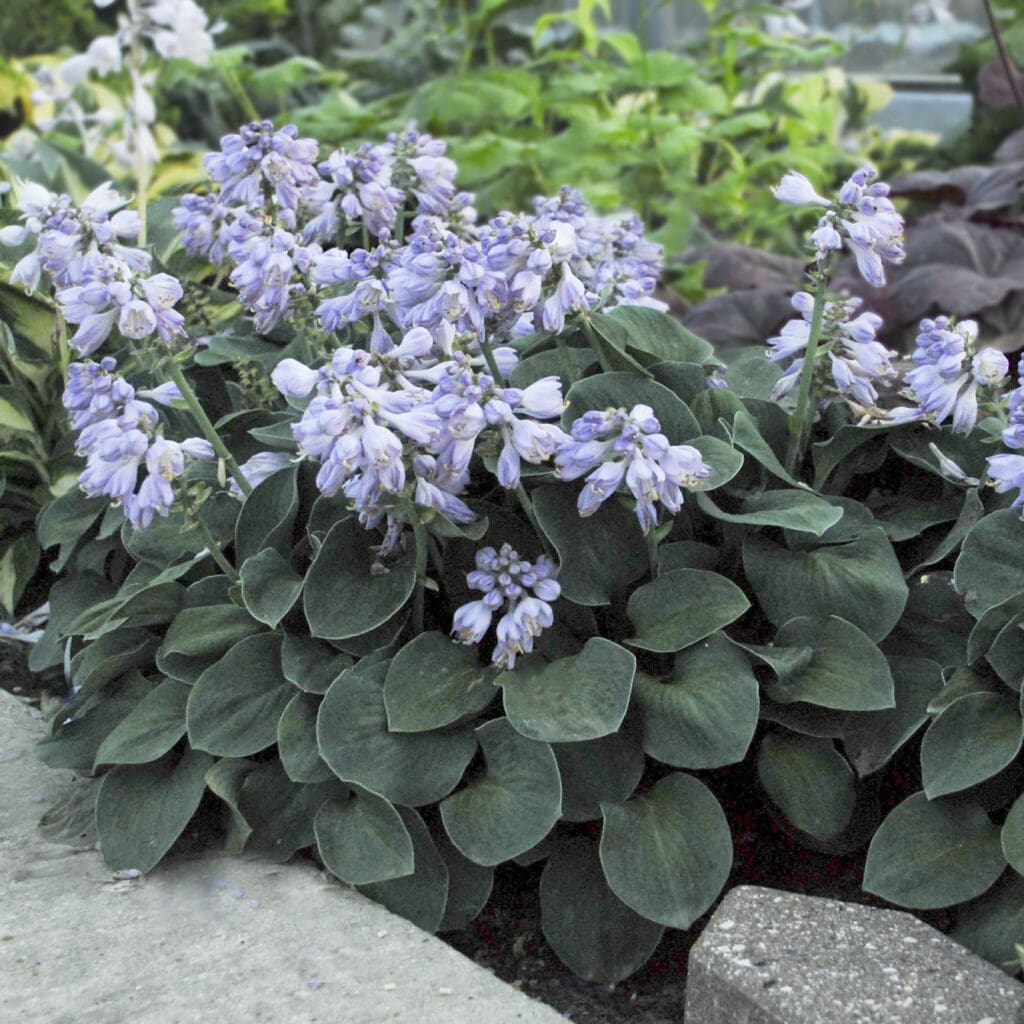 Blue-green foliage of Blue Mouse Ears Small Hosta Plants for sale near me in Lebanon PA.